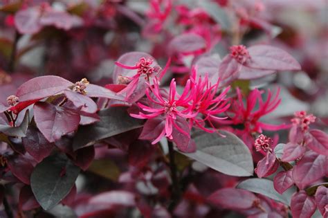 紅花喬木|庭院常用高檔植物— 紅花檵木